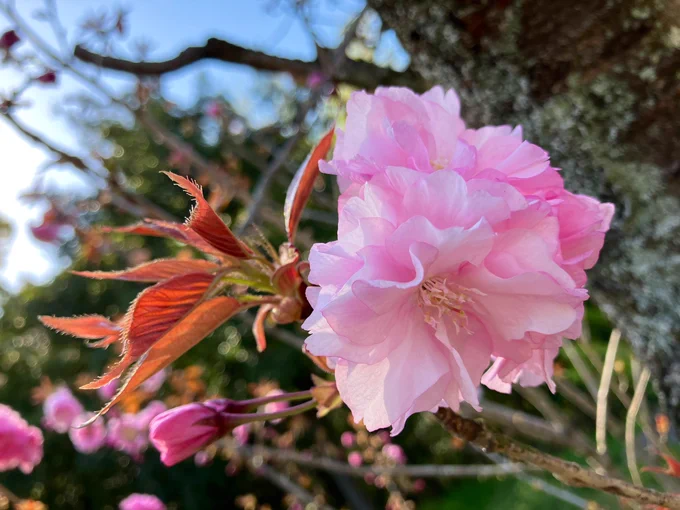 これだけボロボロの老木でも咲く花はとても美しい!凄い!頑張ろうって気持ちになる!! 