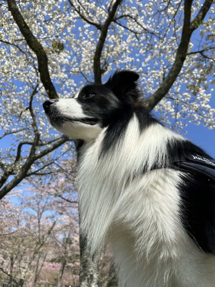 Rion_Border's tweet photo. こんちりお〜ん☀️

毎年恒例の桜を見るが開催されました！
天候に恵まれ、最高の会に！

🐶また行こう〜

#ボーダーコリー ＃犬との暮らし #犬好きさんと繋がりたい #花見 #桜を見る会 https://t.co/sRofVuhMHC