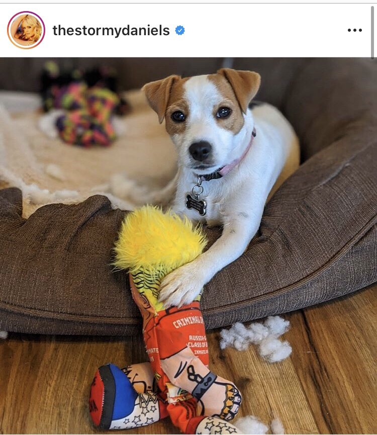 StormyToken's tweet photo. 🐶 Stormy Daniels' doggo found the perfect chew toy – a wild-haired mini Trump! Looks like we're not the only ones keeping a close eye on the courtroom drama. 🏛️ This pup's ready to play hardball!

$STORMY #TrumpTrial #PawJustice #BiteThePower #ETH https://t.co/VNvSmUKE8T
