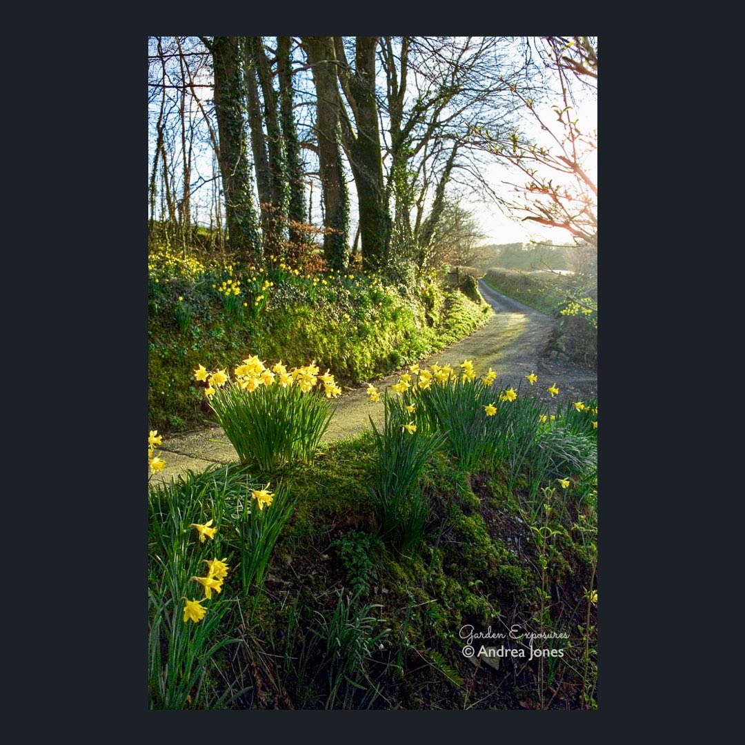 Garden Exposures Photography © Andrea Jones tweet media