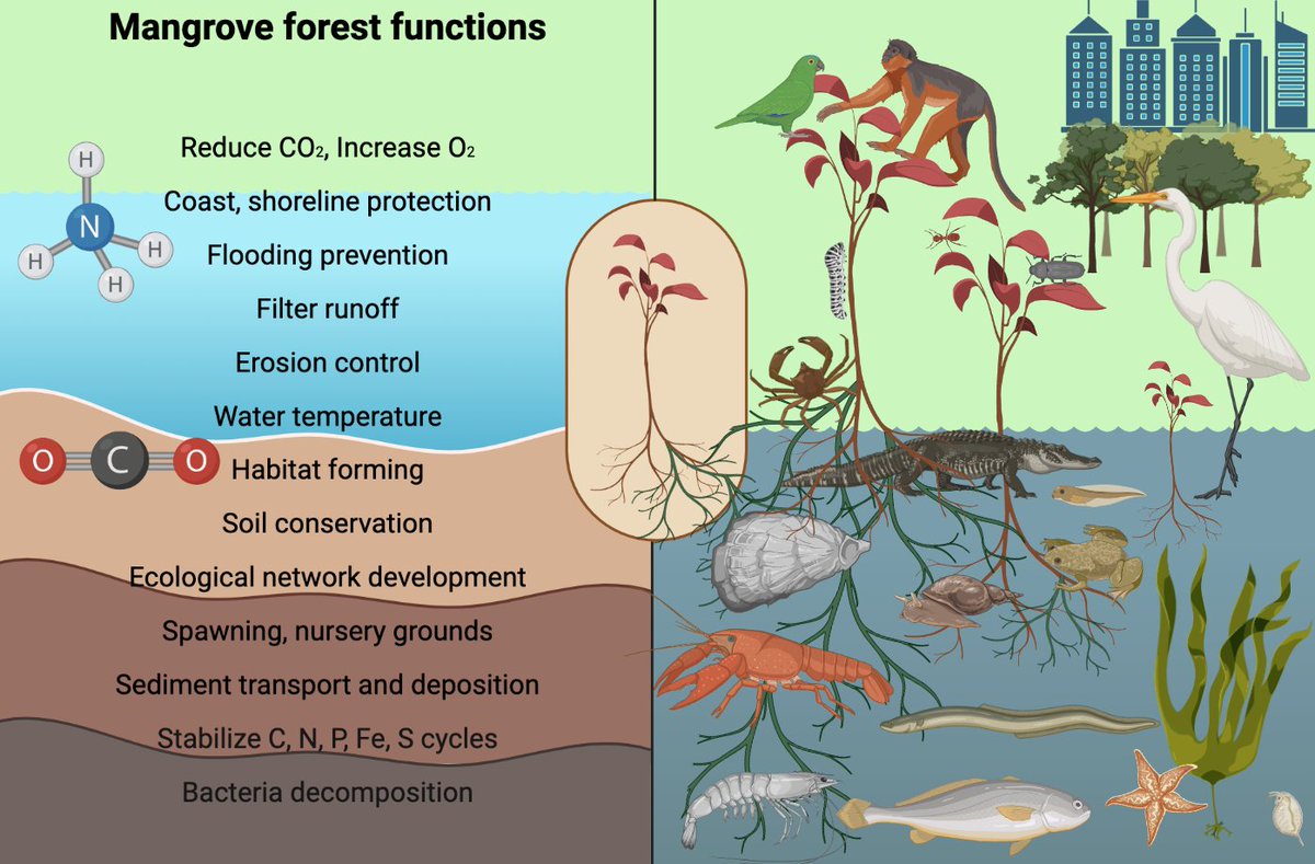 A roadmap for addressing how species maintain functional ecosystems. Check out our latest work with @GenesLuisa <a href="/conserv_ecology/">Tyler McFadden</a> <a href="/CKnight_MarSci/">Christopher Knight</a> on <a href="/FunEcology/">Functional Ecology</a> <a href="/BritishEcolSoc/">British Ecological Society</a> 
Thanks to <a href="/snsf_ch/">Swiss National Science Foundation</a> <a href="/unil/">Université de Lausanne</a> <a href="/LaStatale/">Università degli Studi di Milano</a> 
doi.org/10.1111/1365-2…
#Ecology #Biodiversity #Restoration