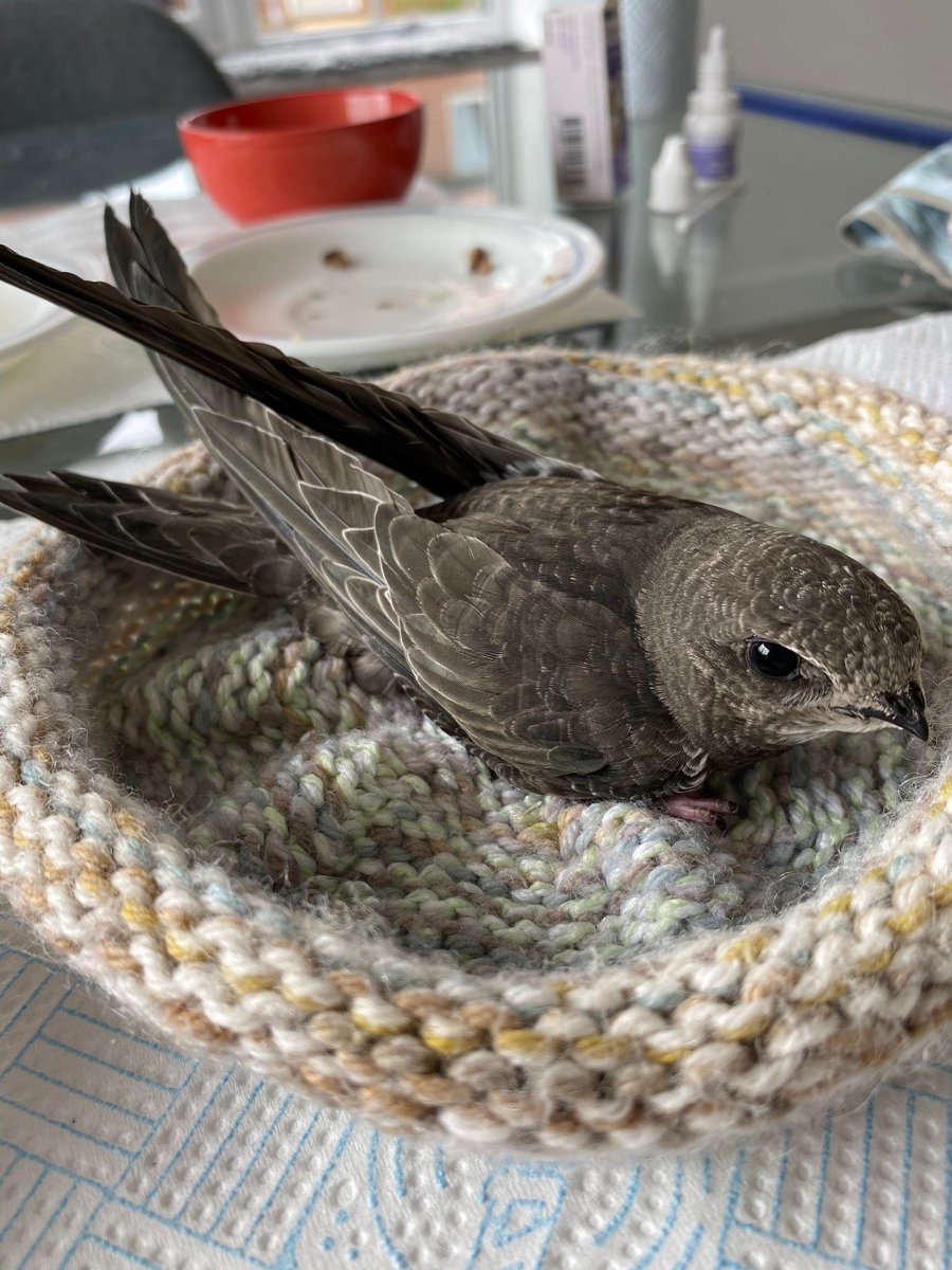 Hannah Bourne-Taylor (@writerhannahbt) on Twitter photo Meet Bart. He's been in non stop flight since last August. He'll return to Britain to breed in 2-3 years having not landed! He'll need a home, but we're blocking swift homes up + Bart's kind are on the brink. Sign #TheFeatherSpeech petition for Bart β¬οΈπͺΆpetition.parliament.uk/petitions/6267β¦ Meet Bart. He's been in non stop flight since last August. He'll return to Britain to breed in 2-3 years having not landed! He'll need a home, but we're blocking swift homes up + Bart's kind are on the brink. Sign #TheFeatherSpeech petition for Bart β¬οΈπͺΆpetition.parliament.uk/petitions/6267β¦