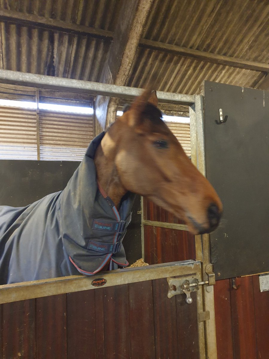 Good luck to Hogan up at Ludlow today , having his comeback run over hurdles after his winter break.
Looking forward to seeing him go over fences this summer.
Sadly can,t make it today but good luck to all the other Cotswold Lockdowners 🤞
