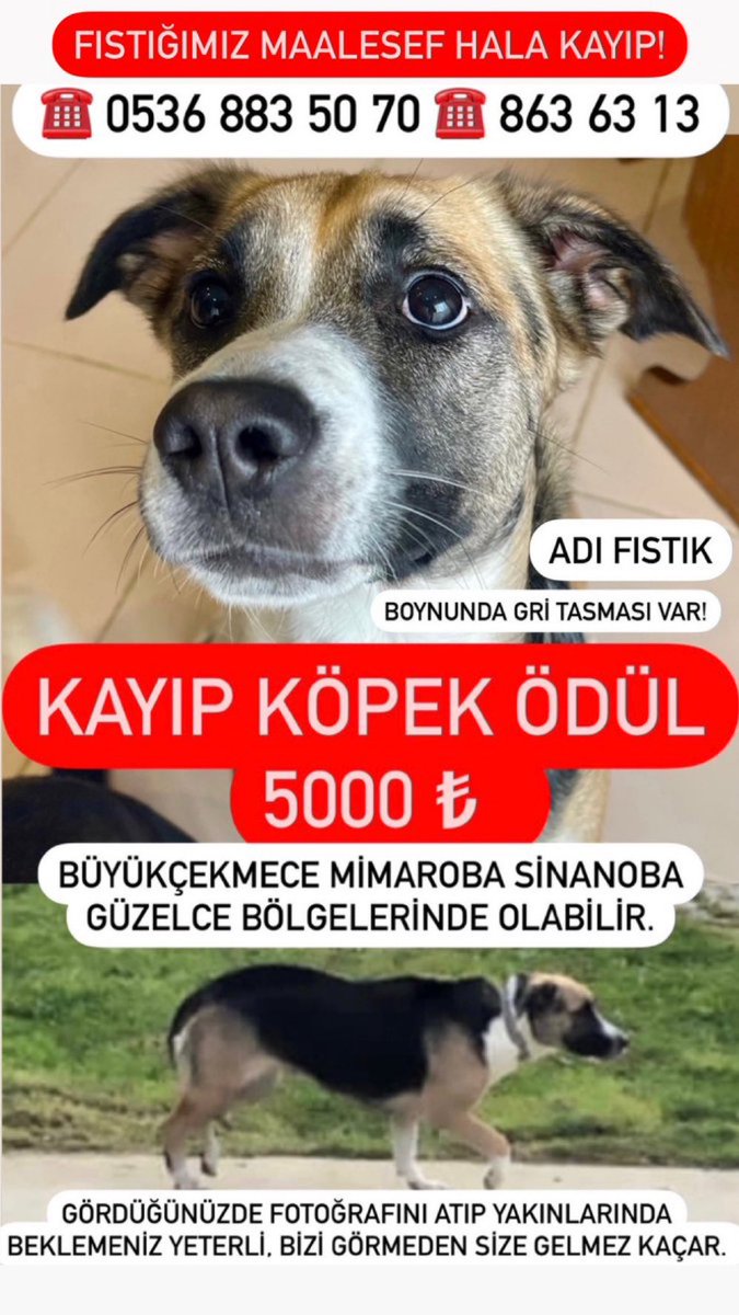 Kayıp Köpek ! 11 gün önce kızımız, kaldığı pet otelde gezidirilirken kaçırıldı. Bize 3 saat sonra haber verip kendileri kovaladıkları için kızımız bölgesinden uzaklaştı ve hala bulamadık. Mimaroba Sinanoba Güzelce civarlarında olabilir. #kayipkopek 
İstanbul 

<a href="/diyetisyenmelis/">Diyetisyen Melis Ece</a>