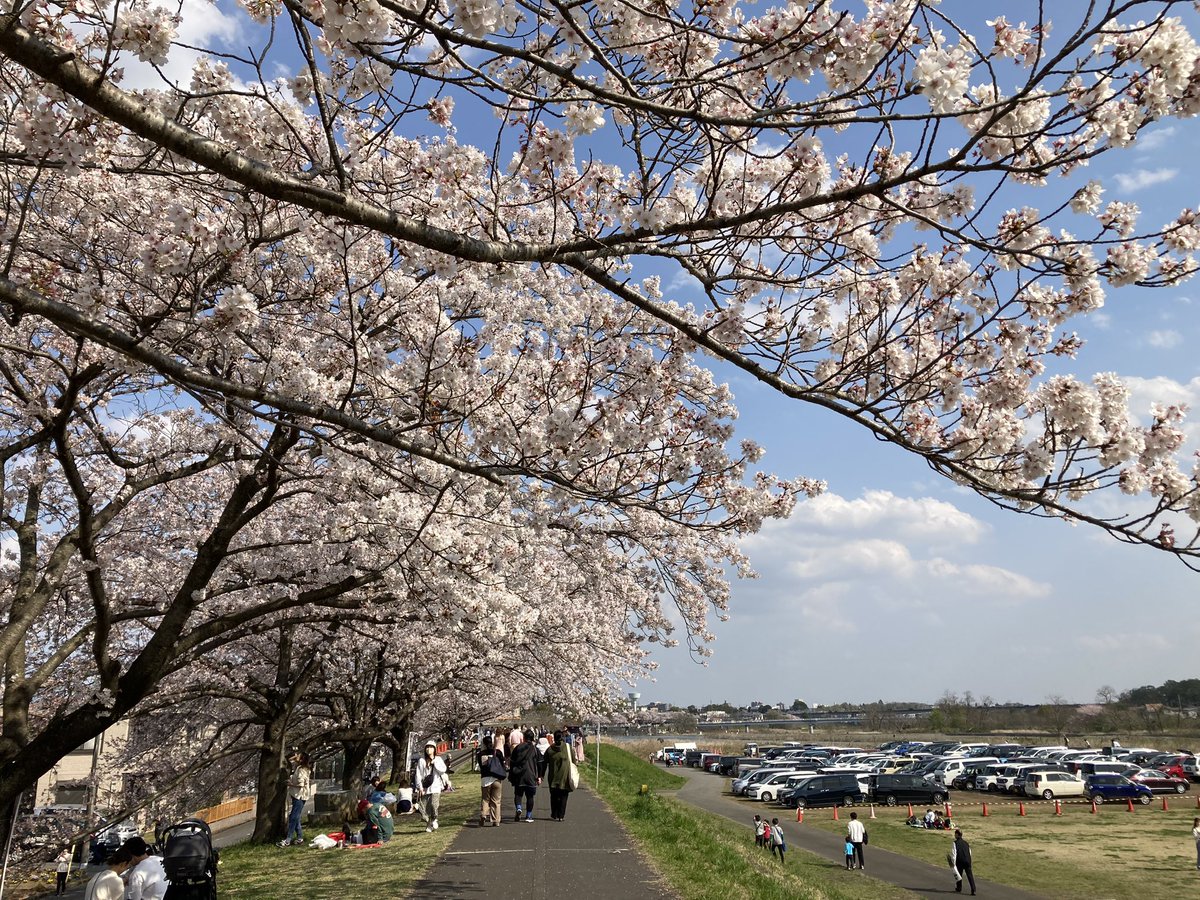usapi0125's tweet photo. 羽村のチューリップ畑と桜並木、ギリギリお花見に🌸間に合いました。 https://t.co/4Xr32mfgpU