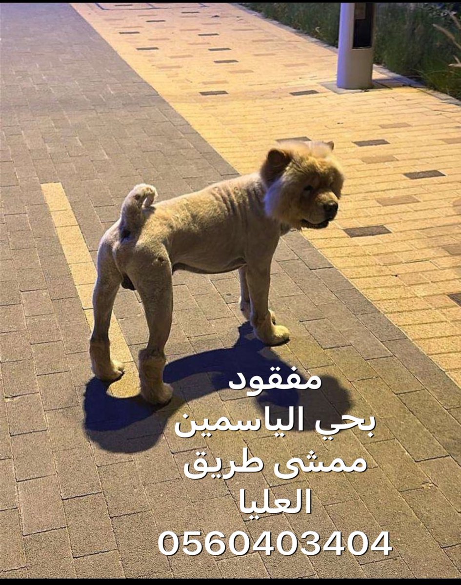 7lm_m888's tweet photo. #حيوانك_المفقود
بالرياض اللي شافه يكلمني💔 https://t.co/Ds5xKTRiuH