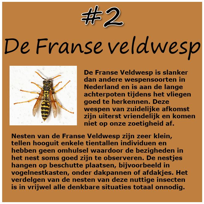De 2e #wespvandeweek is de Franse veldwesp: de meest vriendelijke wespensoort van NL: steekt zelden, bouwt kleine nestjes en is dol op rupsen, zoals de Eikenprocessierups! Laat ze lekker hun gang gaan in je tuin want ze zijn niet vervelend. Koester dit mooie, sierlijke insect! 👍