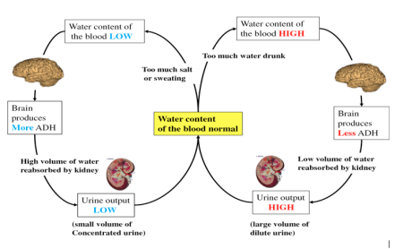 Pro-Test Italia tweet media