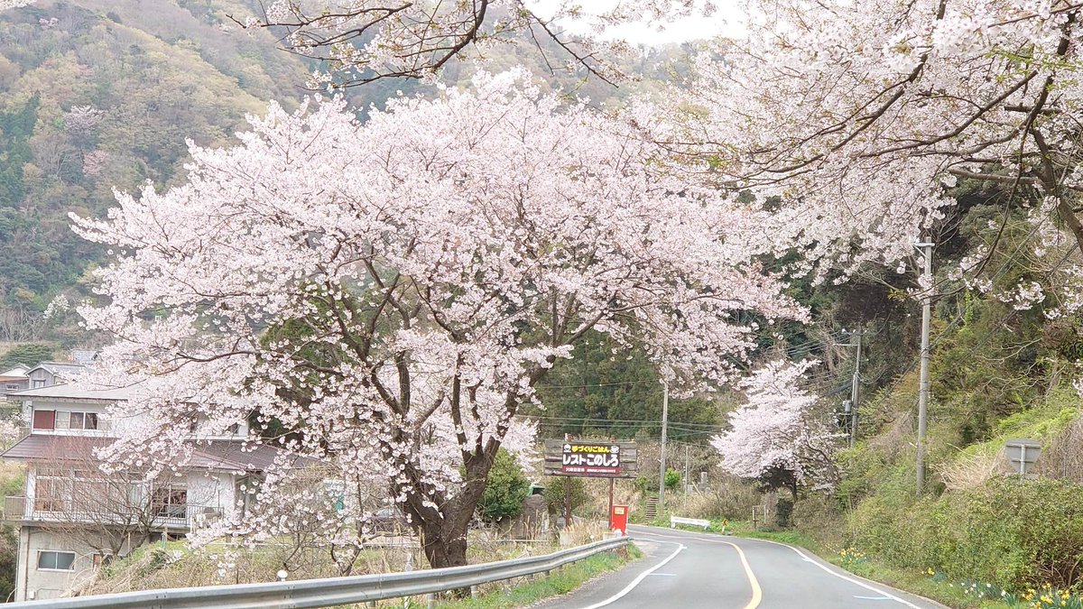 写真貰いました🎵
4/16のライブイベント会場「レストこのしろ」はこんな所🎵🎵🎵(残念だけど　当日、桜は散った後だと思うけど…。(^-^;)