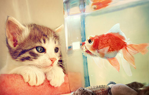 #cute #cat #cats #CatParty #CatsOfTwitter #CatsOnTwitter #catlover #meow #kitten #kitty #ilovecats