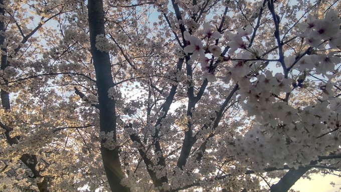 以前は桜って少し苦手だったんですよ。季節がらアンニュイな気持ちにもなるし、命削ってるような感じに受け取ってしまってて。ま