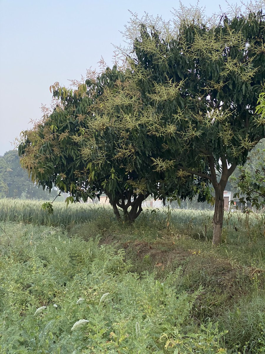 Kbadoghu's tweet photo. @FugaciousOne ਮੇਰੇ ਪਿੰਡ ਦੀ ਸਵੇਰ 🙏😍
#Panjab #KandiArea https://t.co/u6T4FqQzDk