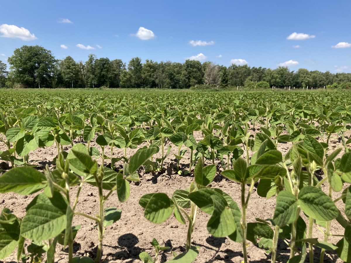 Dertig Nederlandse melkveehouders aan de slag met soja en haver voor plantaardige drinks van #FrieslandCampina
bit.ly/3m3oblg