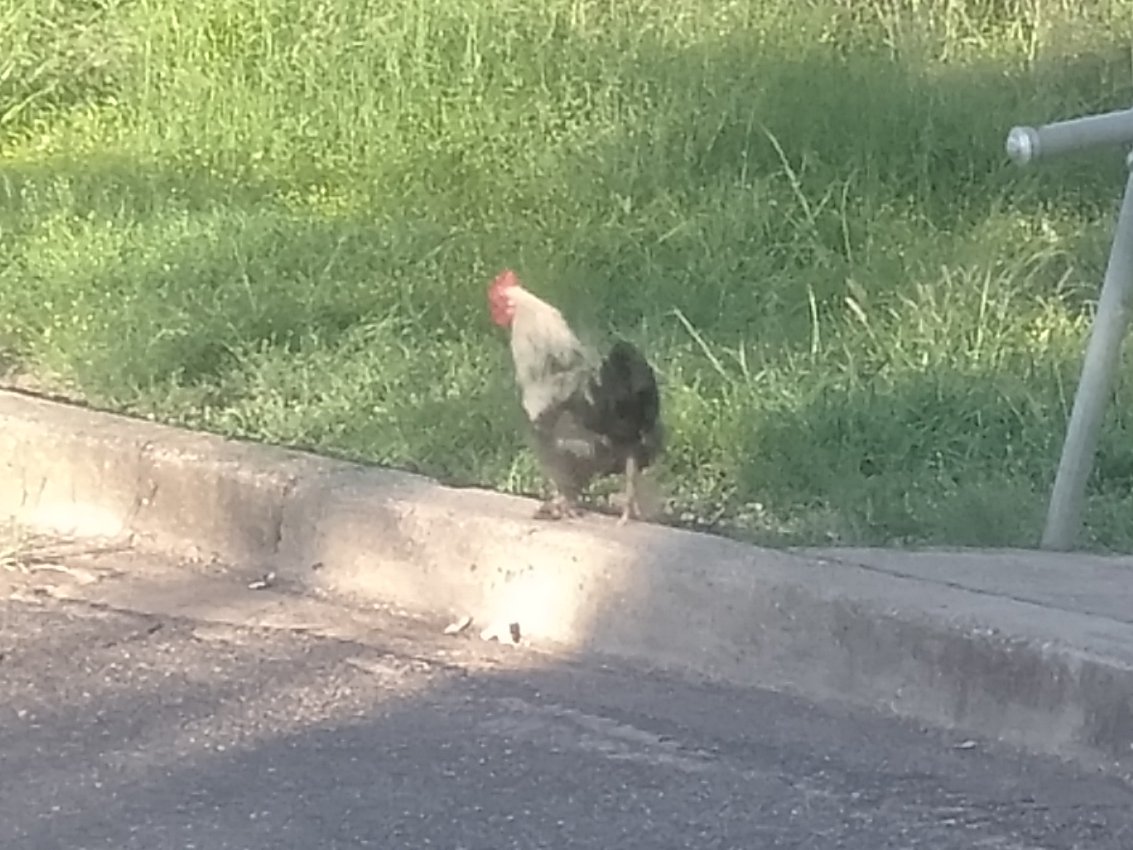 TimCurran8's tweet photo. This very free-range (feral?) chook, only came out after the eagles has left. Sensible chook!
#Bindea https://t.co/jYvGPG3bQ4