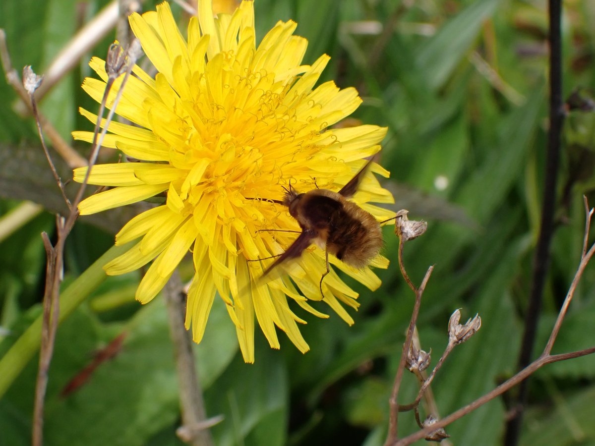Have a good #Monday folks, I was super happy to see my first beefly. Not an award winning photo but so good to see 😊 #dandelion #pollinators