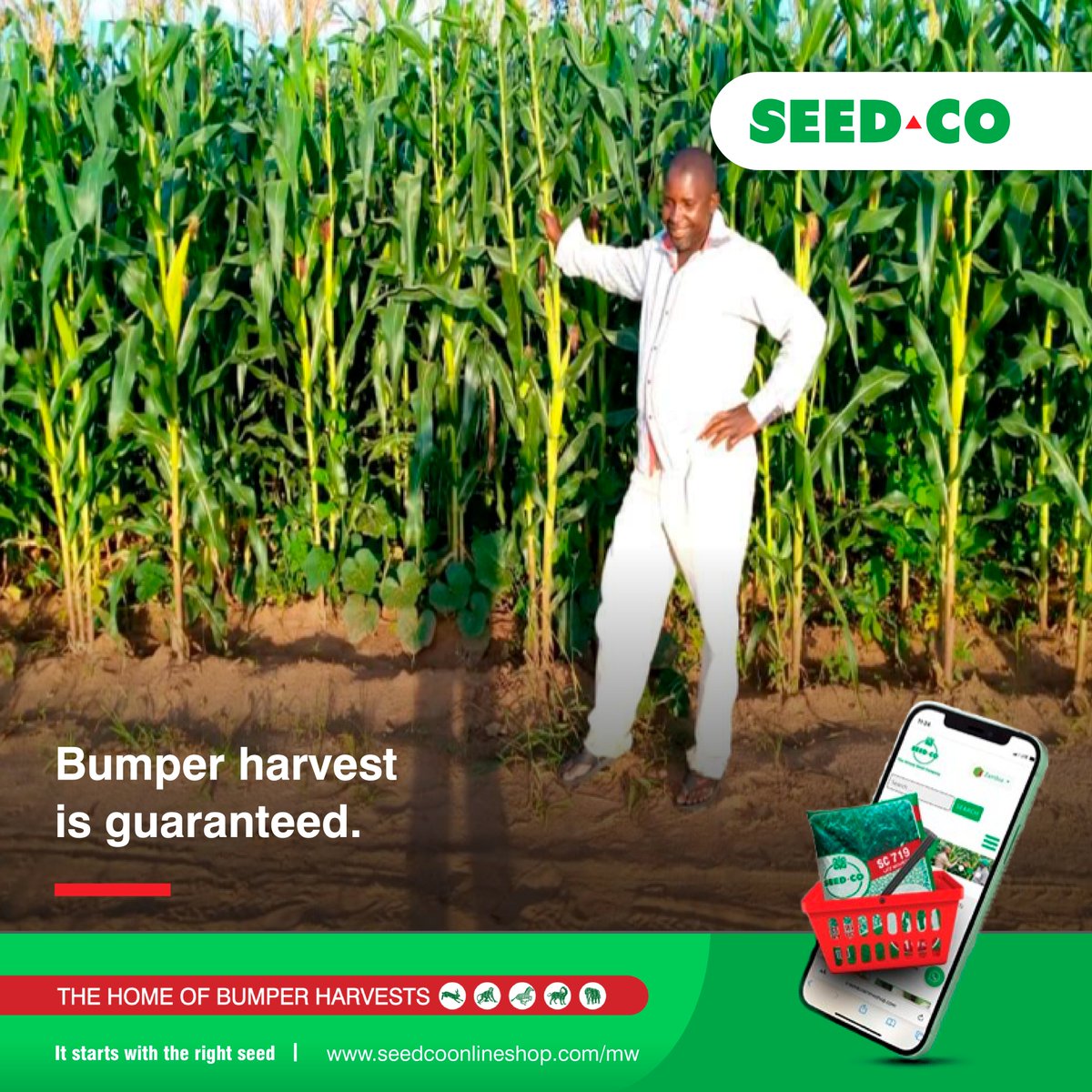 SeedcoMalawi's tweet photo. Our happy farmer Mr. Nyirongo in Kanyankhunde, Euthini, Mzimba North smiling through his SC 719 field after following all the Good Agronomic Practices.

For more information about SC719 visit our website https://t.co/u5pdr1x56u

#ItStartsWithTheRightSeed #TheHomeOfBumperHarvests https://t.co/tKgyUzyUxN