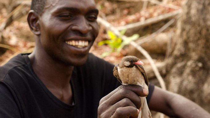 Meet the honeyguide, the bird that understands humans. Humans use a unique call to request help from honeyguide birds, and the birds also 'actively recruit' human partners. This is two-way teamwork, scientists say, a rarity between people and wildlife bit.ly/2CG28sP