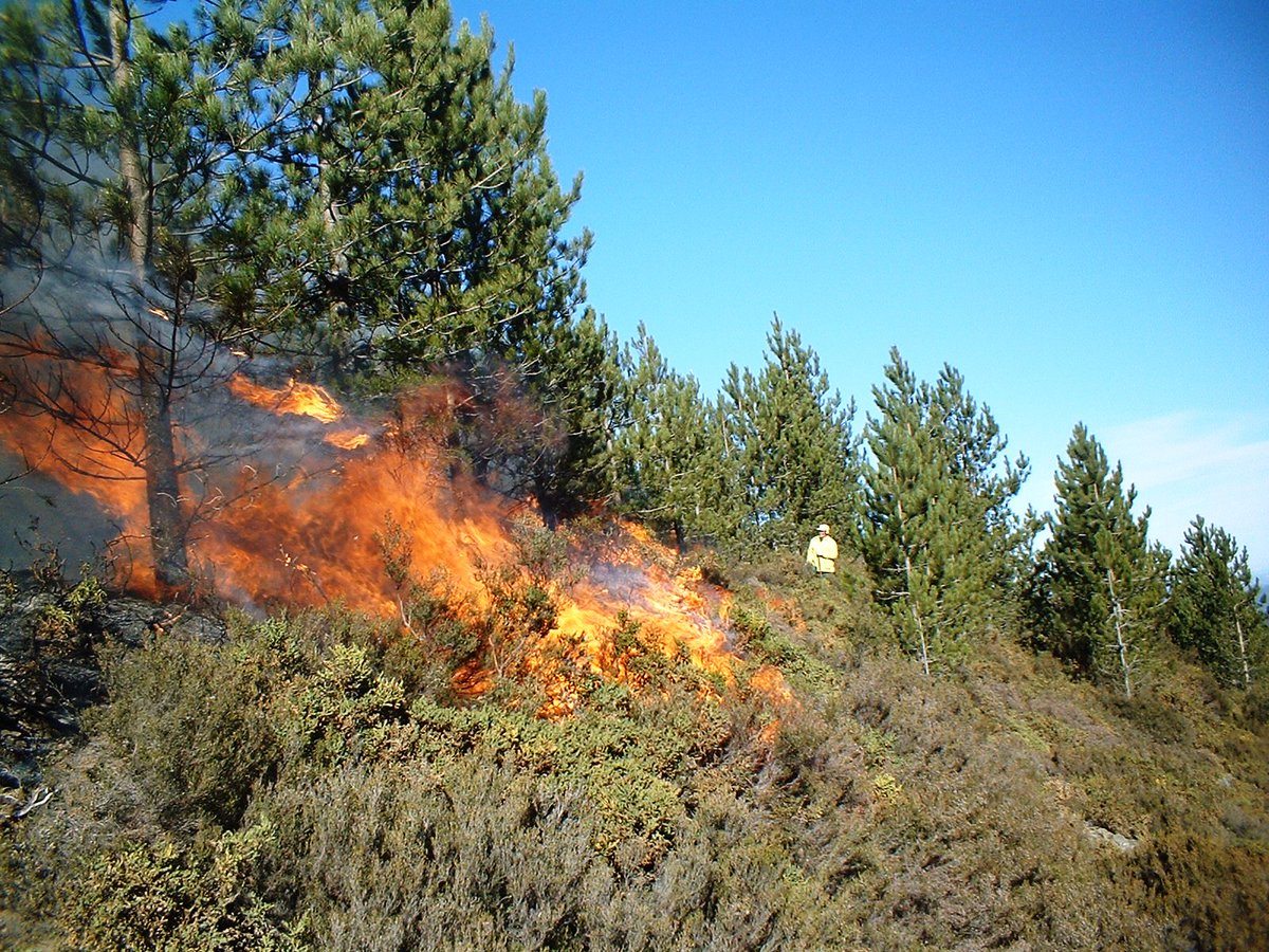 Thread: forest #thinning with #fire
1) In December 2005 a #prescribedfire was carried out to establish a #fuelbreak in the Marão mountains, northern Portugal. One of the sections was occupied by a 16-yr old #Pinusnigra stand, Corsican subspecies