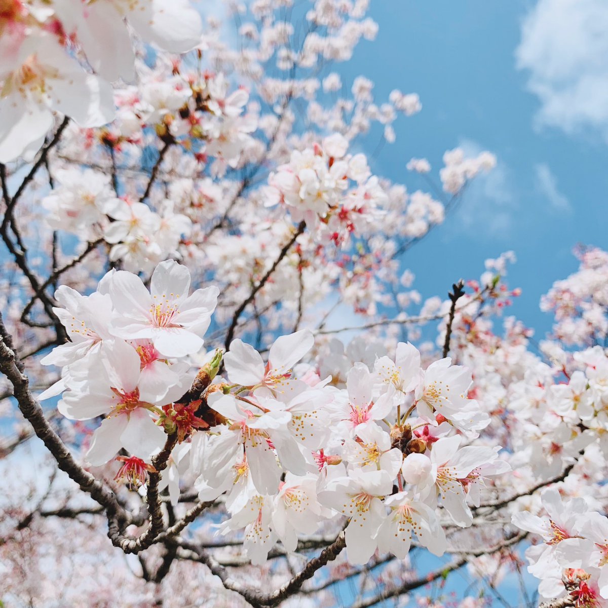 「桜の花びら散る頃が一番すき◎身体を清められる気がする* 」|Halのイラスト