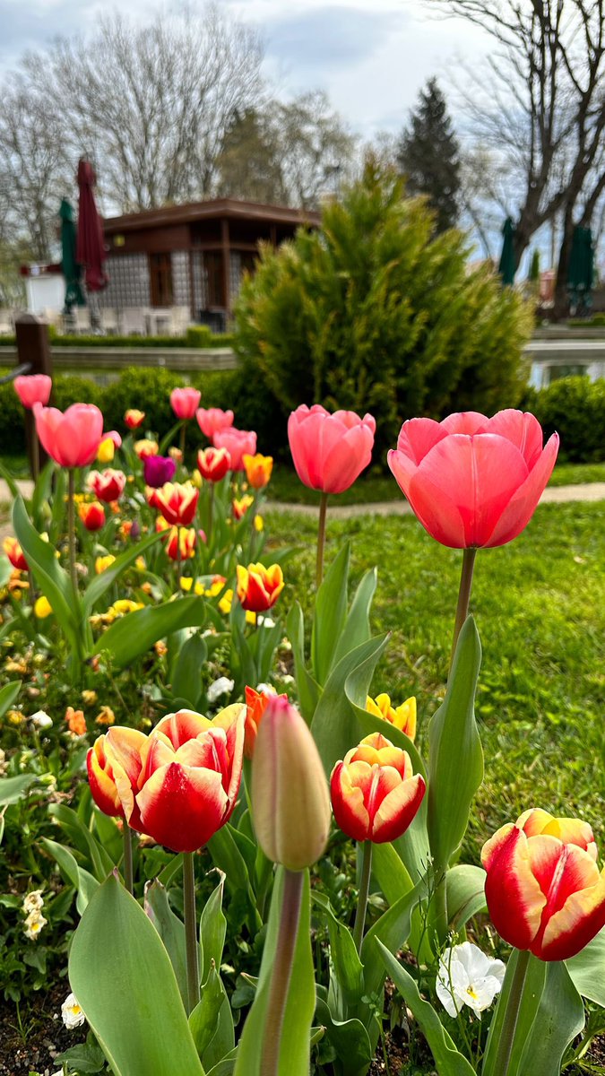 Laleler sahnede 🌷😊
#tulipasp #doğal  #naturephotography #botanical  #botanicalart