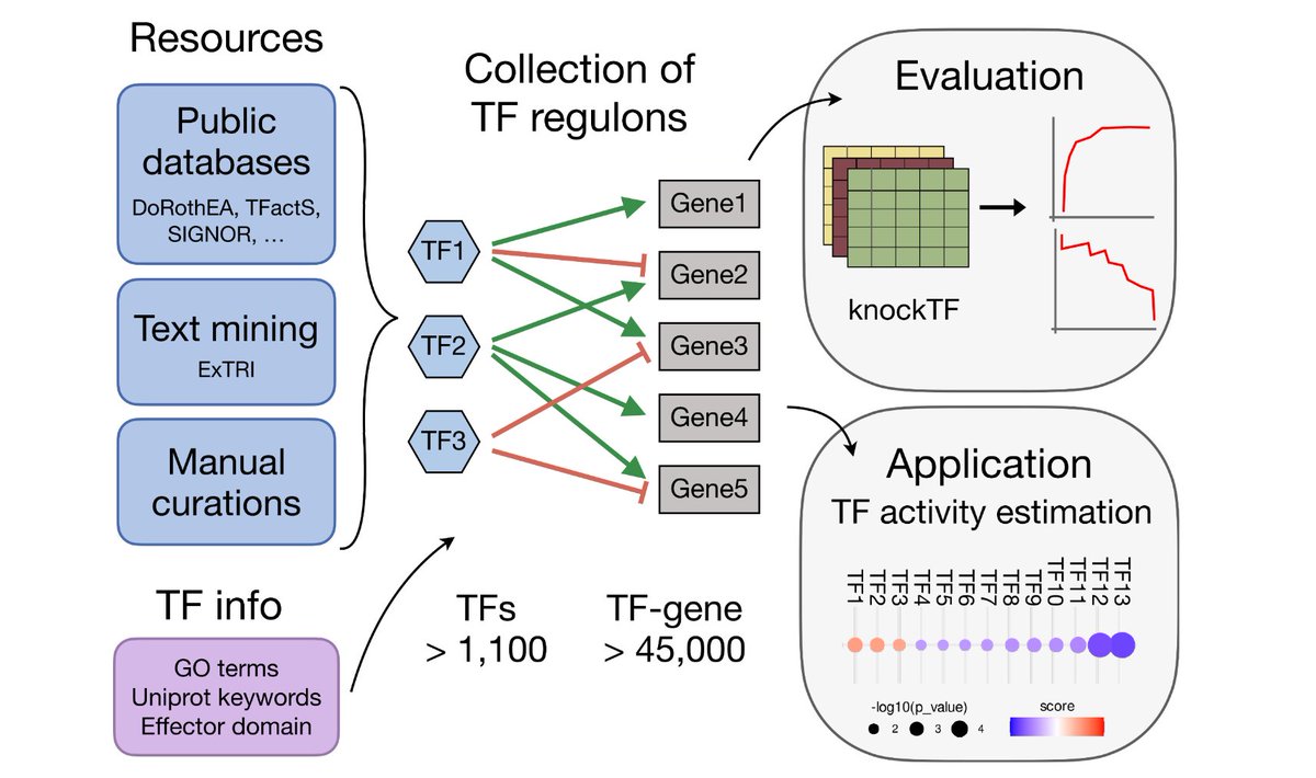 Transcription factor (TF) activity estimation can help to interpret transcriptomics data 🧬💻. In collaboration with the <a href="/NTNU/">NTNU</a> and the <a href="/BSC_CNS/">BSC-CNS</a>, we present a high-confidence collection of signed TF regulons that covers >1,100 TFs tinyurl.com/24ks3uud