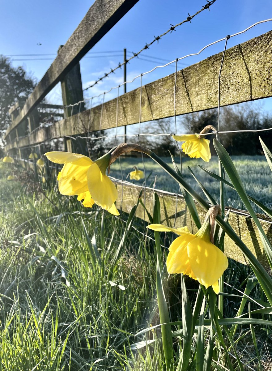 Country life #daffodils #barbedwire #sun #frost ⁦@StormHour⁩ ⁦@ThePhotoHour⁩ #farm #outdoors #Shropshire