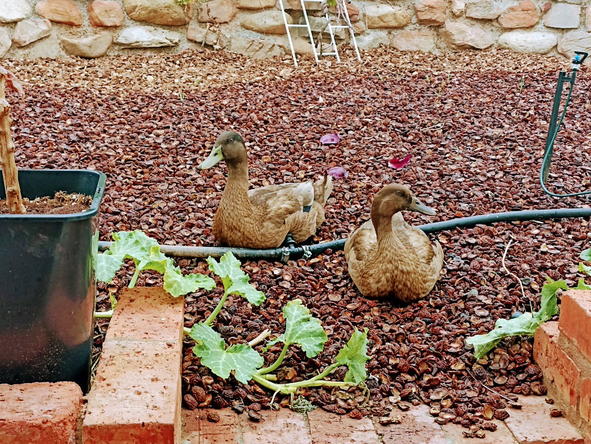 CapeFoodForest's tweet photo. The first draft of the NPO "#CapeFoodForest". This will be a financially sustainable NPO that delivers #localfoodsecurity, education, and resources for growers.
We combine #Permaculture and #Homesteading to create minimal input food forests that produce #abundance! https://t.co/ra2O9IYwoU