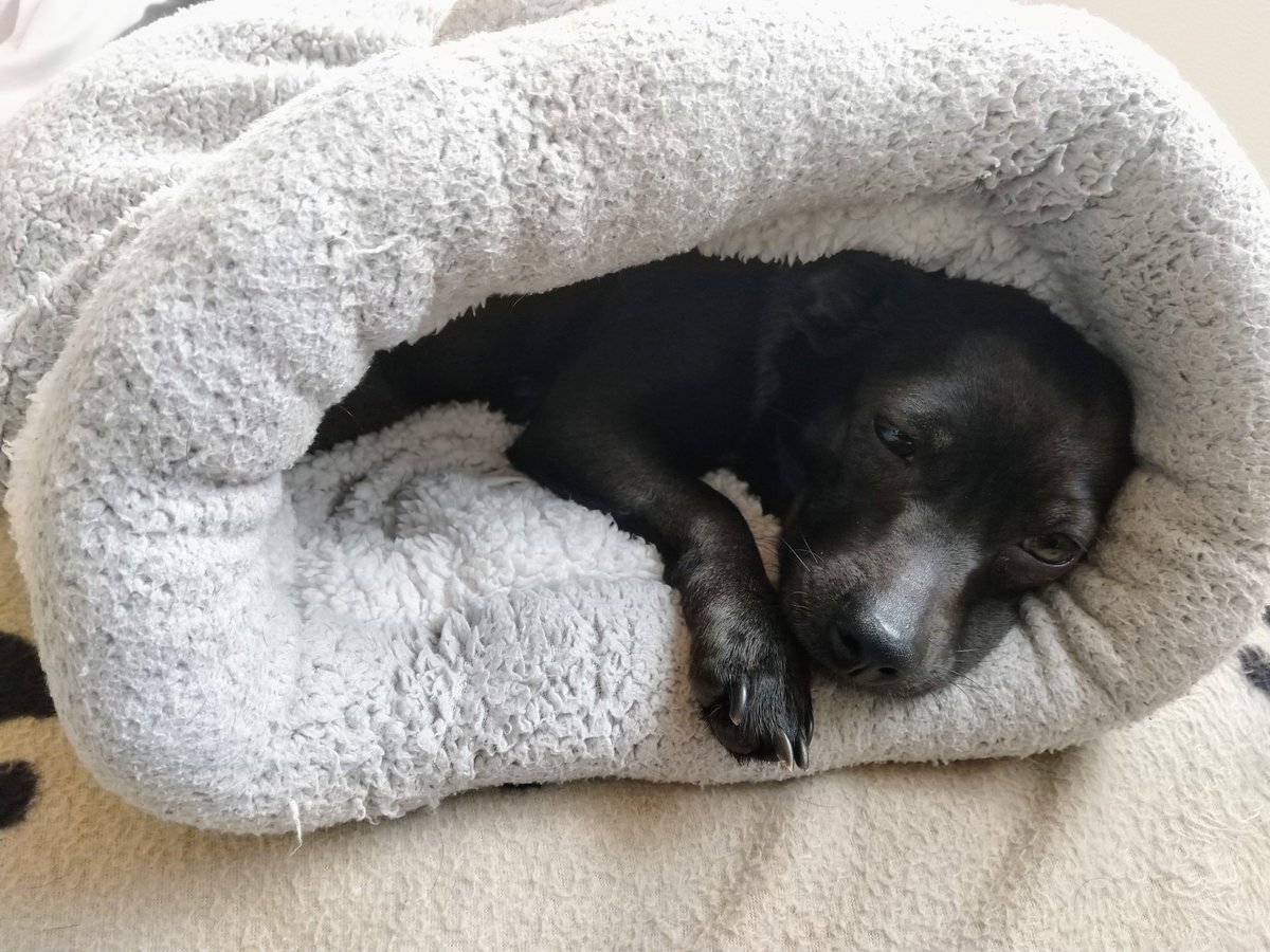 RavenMus1c's tweet photo. I am sick again. This winter is challenging my last nerves. Good that I have my buddy to chill with on the sofa. #ill #dog #doglove #thila #dogbuddy #chilling #gettingwellagain #bestdog #bestfriend https://t.co/lIJ0ORaZUk