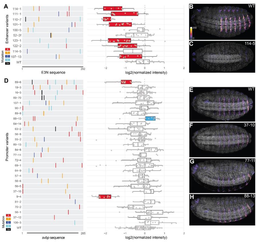 'Mutational scans reveal differential evolvability of Drosophila promoters and enhancers,' by @3Xueying @timothy_fuqua and Marlize van Breugel from
@embl has dropped 🪰🤩
 
royalsocietypublishing.org/doi/10.1098/rs…

Mixing our favorites; #evolution #synbio & #development