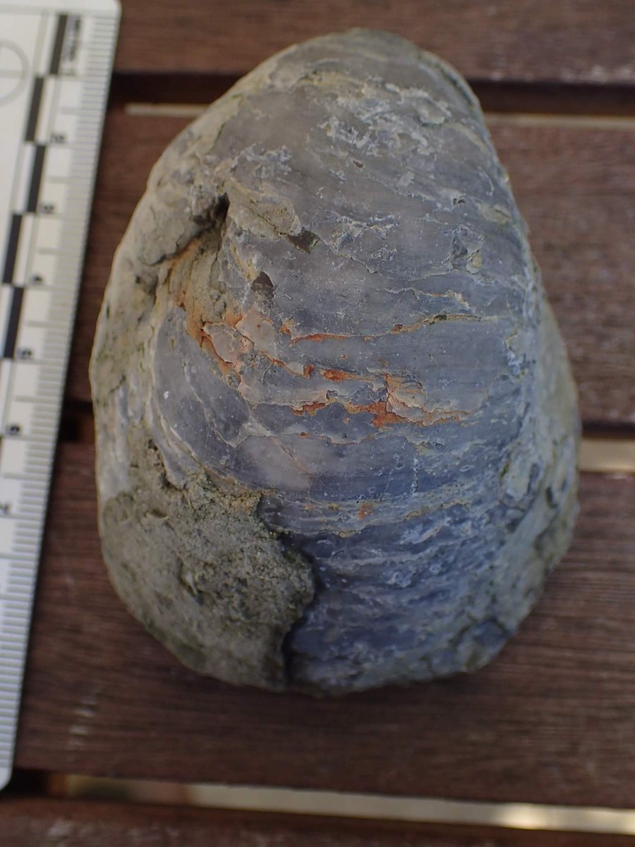 outfossiling's tweet photo. A good sized #Gryphaea sp for #molluscmonday from the Kellaways Peterborough Formation. Spotted an #ammonite in the matrix as a bonus. Unsure what the species is at the moment 🤔 @FistfulQ https://t.co/Z0XnaCqGEa