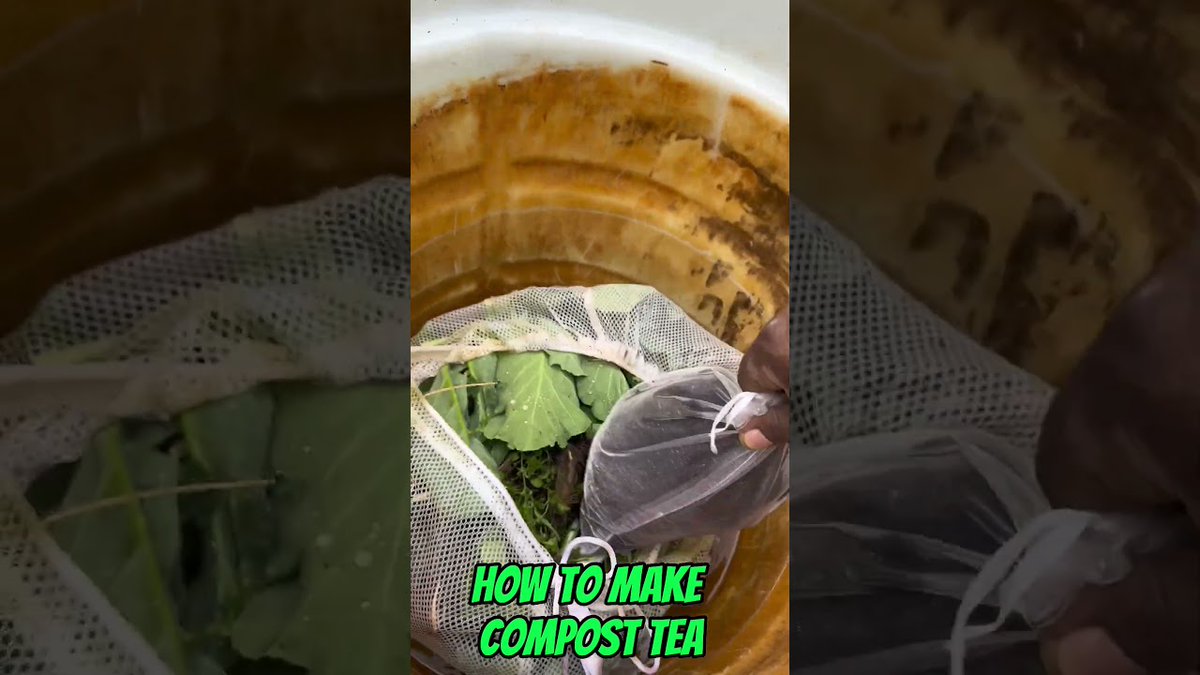 AllForGardening's tweet image. How to Make Compost Tea #organic #gardening #composttea
 
#VegetableGardening
 
allforgardening.com/431161/how-to-…