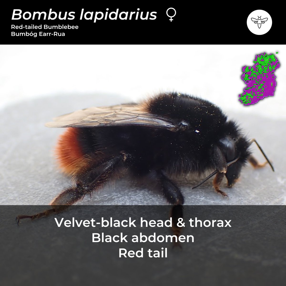 BeesOfIreland's tweet photo. Day 7: #CouchTo10SpringBees
Probably the most recognisable of all bumblebees in Ireland and definitely one of the most stunning. As the saying goes...
*Red-tail during the day, happiness is here to stay.
@PollinatorPlan @BioDataCentre @NatureRTE
*I may have made this up 😀 https://t.co/yxqmTQ42nQ