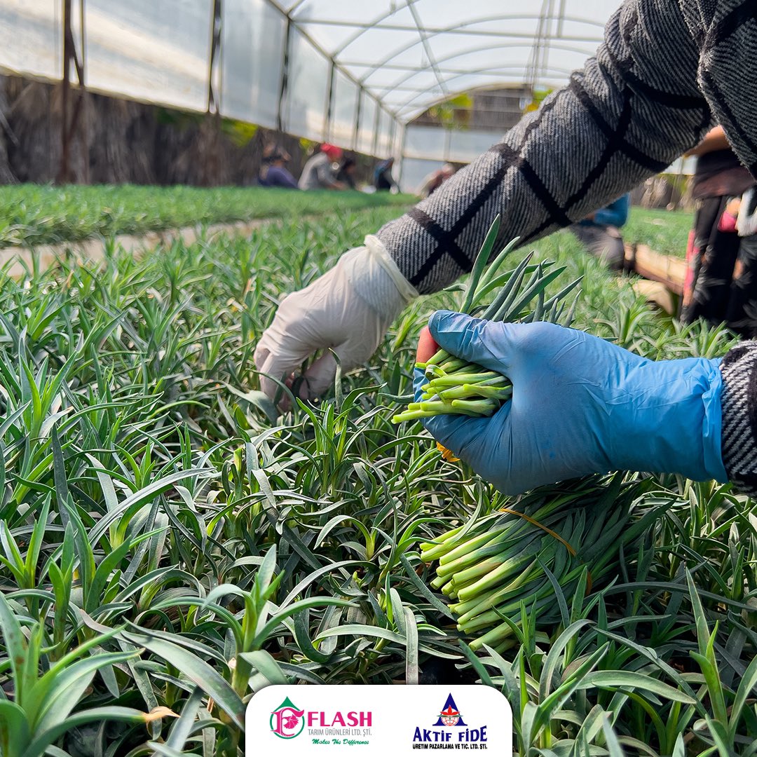 Sağlıklı ve bereketli haftalar dileriz 💐

#KesmeÇiçek #guenaydin #iyihaftalar