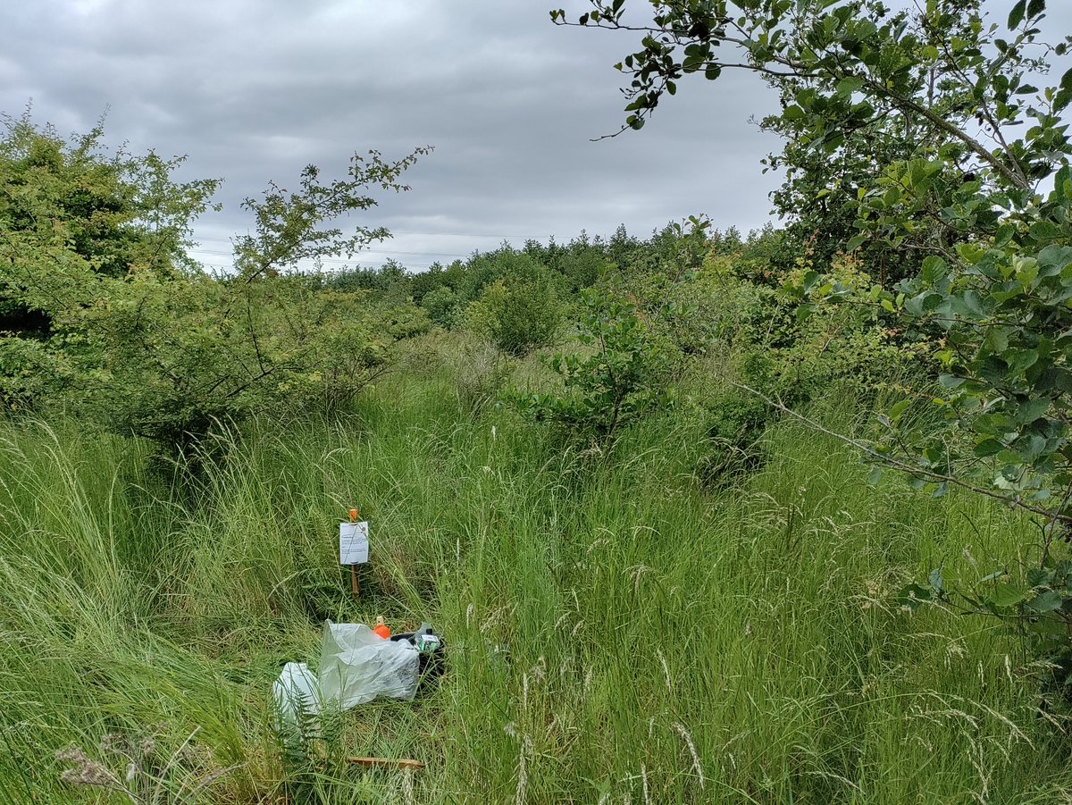 SilvaNova_NNF's tweet photo. Anna Zimmermann defended her thesis: “Diversity of surface-active arthropods in young forests in Denmark – Comparing the effects of afforestation by planting of trees and natural colonization of former agricultural land”. 
Congrats from @DBByriel and the entire Silva Nova team! https://t.co/ZXCwHPplF7