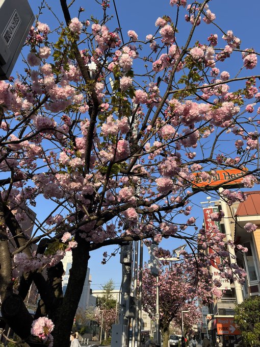 やっと桜見れたー🌸サザエさんも久々に見たー🌸←にしても午後休ってあっという間すぎて全然休んだ感じせん🙄 