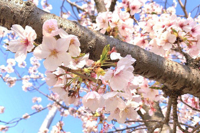 「ぼかし 桜」のTwitter画像/イラスト(新着)｜21ページ目