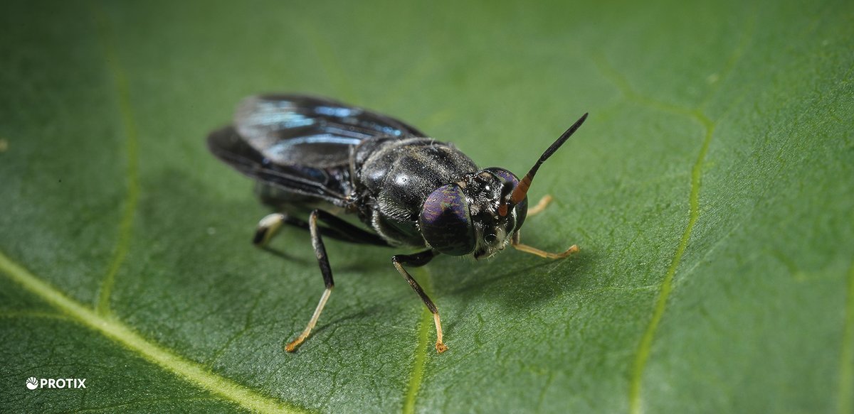 A new Life Cycle Assessment by the German Institute of Food Technologies  illustrates a low environmental footprint for insect ingredients. Find  out more 👉  issuu.com/aquafeed.com/d…
<a href="/Protix_official/">Protix</a> #aquafeed