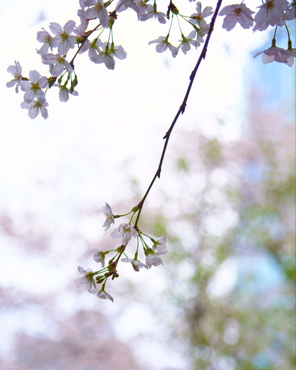 cerulean_tokyu's tweet image. 今年も春爛漫という言葉がぴったりな桜が咲き誇る季節がやってきました。
満開も散り際も美しい桜🌸をぜひ渋谷でご堪能ください。