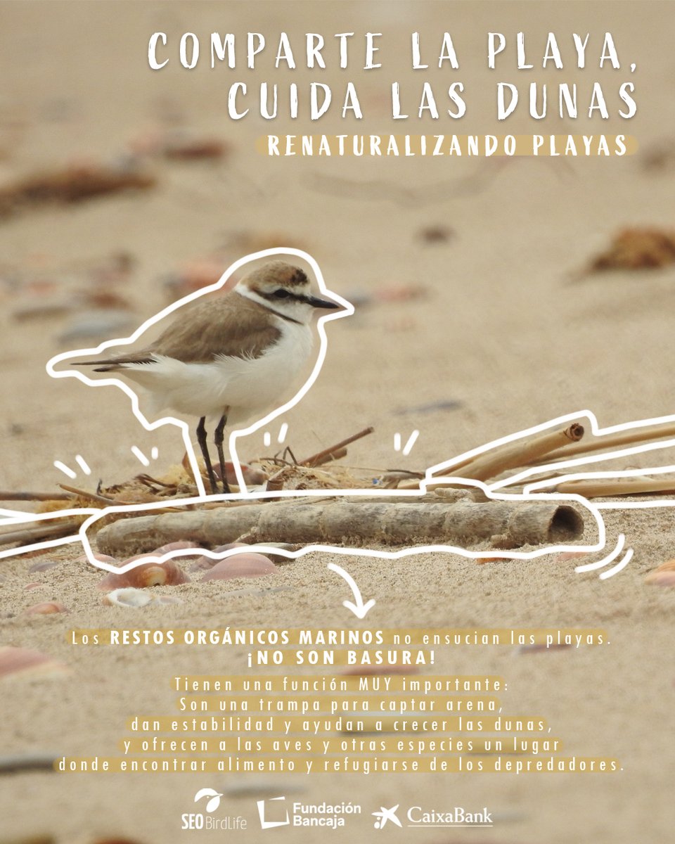 ⚠️Importante NO retirar los restos orgánicos marinos de las playas❗️⤵️
 ✔ Son una trampa para captar arena.
 ✔ Ayudan a crecer las dunas.
 ✔ Ofrecen a las #aves y otras especies un lugar donde encontrar alimento y refugiarse de los depredadores.
ℹ️ seo.org/nueva-red-de-m…