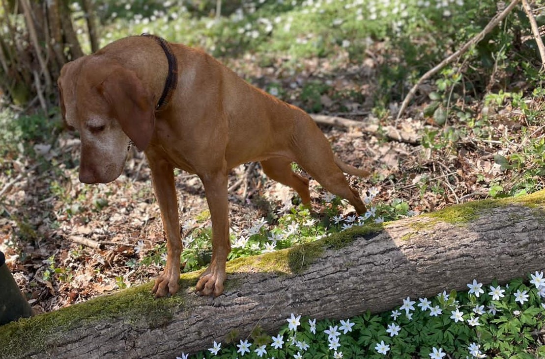 Happy April! 🌼 Spring finally seems to be arriving &amp; as the flowers start to bloom, it's a good time to remember not all plants are pooch safe 👇tinyurl.com/yc8fat77

Keen to make your garden dog friendly? 🌸🐶💛 Check out <a href="/DogsTrust/">Dogs Trust 💛🐶</a>'s tips here 👉tinyurl.com/34yf3mru