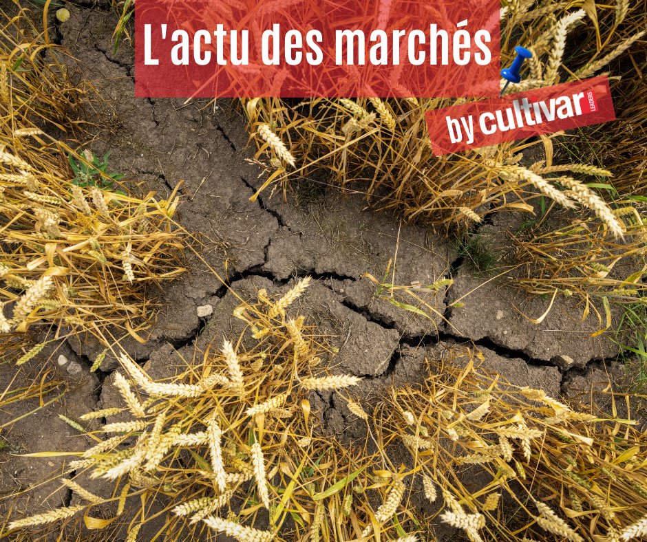 Cultivarlemag's tweet photo. 03.04.2023
Tunisie et Algérie : la #sécheresse menace la production #agricole !☀️🌾
👀https://t.co/v5ObwI6FRO https://t.co/t4mxN7wYnK