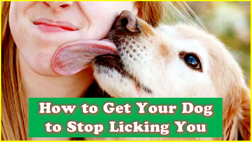 🐶🚫 Sick of being slobbered on? Follow these tips to #StopDogLicking:
Distract with a toy or treat
Reward good behavior
Teach 'leave it' or 'stop'
Ignore (yes, it works!) Share your own tips in the comments! 🐾👇 #DogTraining #PetBehavior
 puppypage.net/how-to-get-you…