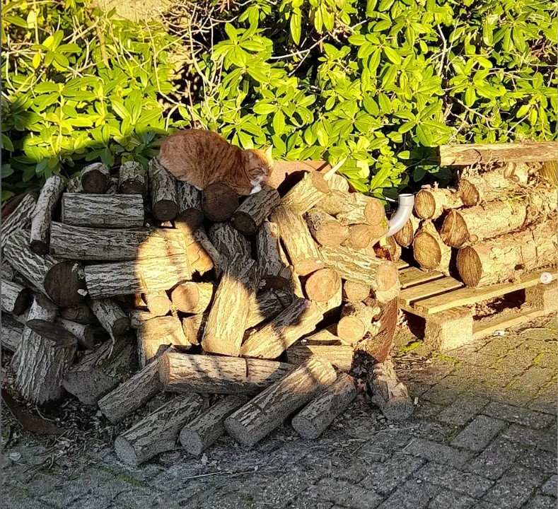 KATER genießt die Frühlingssonne auf dem Holzstapel. Durch den Schatten noch mit einem etwas besonderen Effekt. 
Wer erkennt es?  

#ebkenhof #reitstall #pensionsstall #stallkatze #kater #sonnegenießen #sonntagnachmittag #auszeit #glücklichekatze
