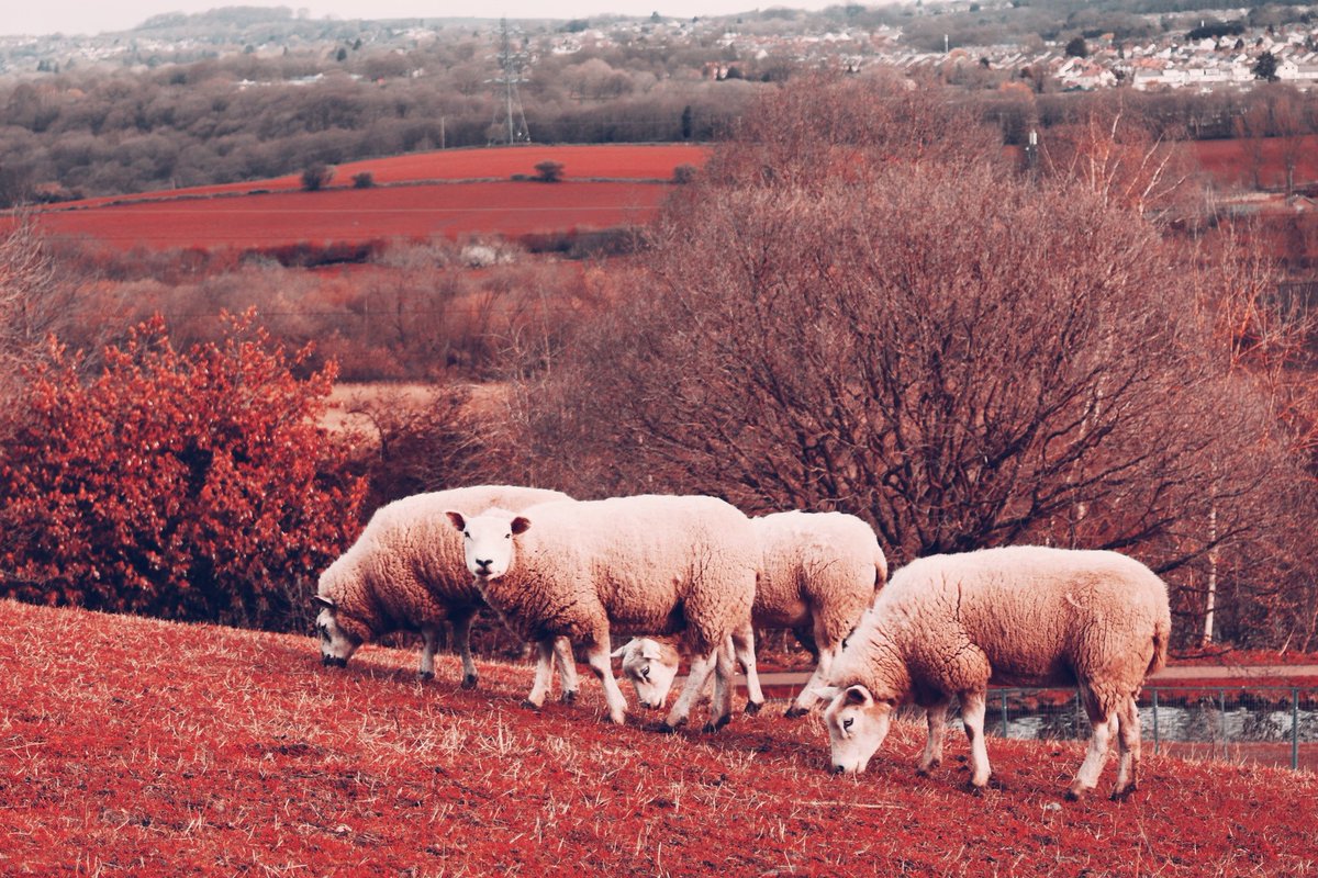 #lovenature #naturewalk #canalwalk #leeds #rodleynaturereserve