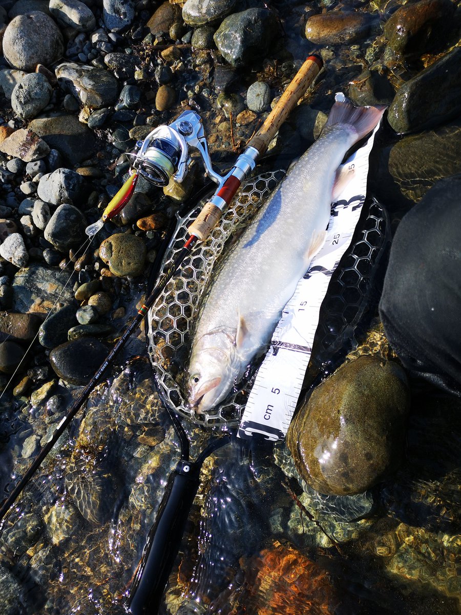 masunosukeuono's tweet photo. 大台には届かなかったが、雪代に磨かれた極太パーフェクト岩魚🐟
あまりにも太すぎて、ネットインするまで美雪鱒だと思ってたのはナイショ😇
#魚野川 #魚沼漁協 #本流 #雪代岩魚 #雪代イワナ #イワナ #岩魚 #シマノ刀雅75DS #エゲリアネイティブパフォーマンス #VARIVAS8 https://t.co/Gd0PDZBv9t