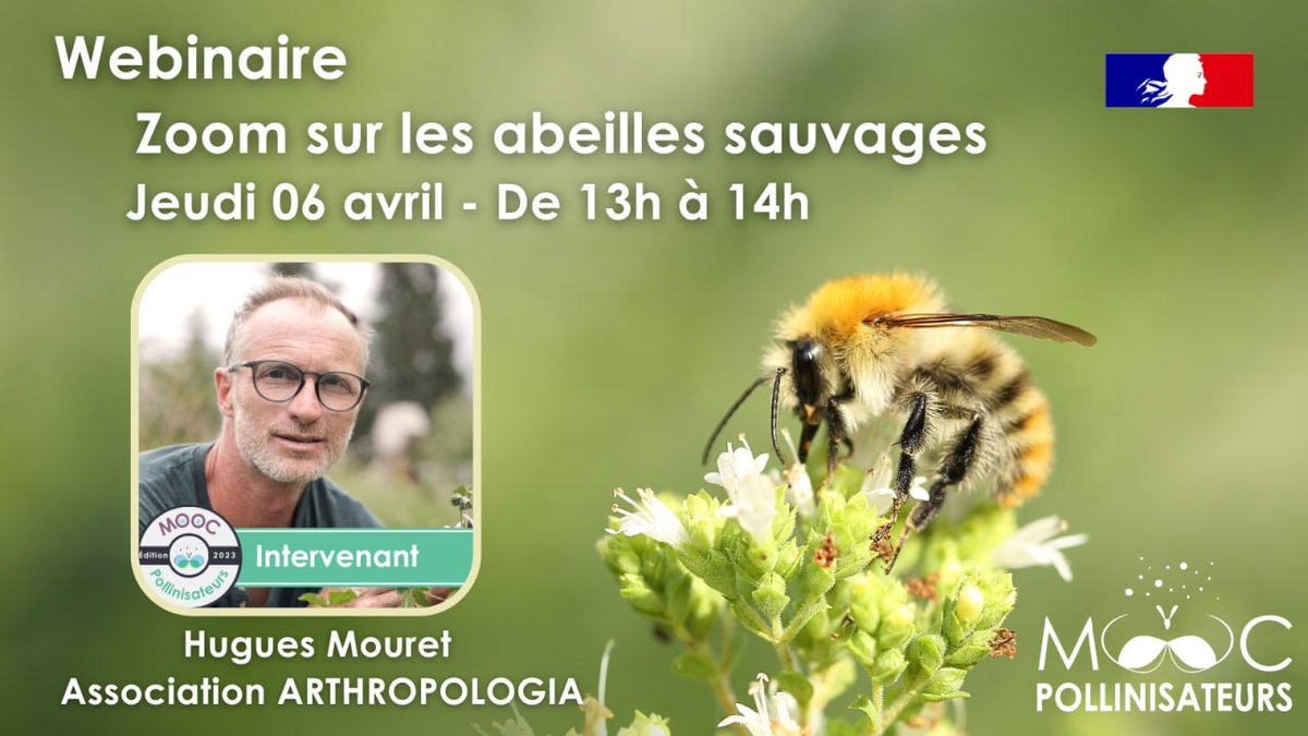 OFBiodiversite's tweet photo. 🐝 [WEBINAIRE] Zoom sur les abeilles sauvages

🗓️ jeudi 6 avril 2023
🕜 De 13h à 14h

🗣️ Avec Hugues Mouret d'@arthropologia 

👉 Pour le suivre, inscrivez-vous gratuitement au MOOC Pollinisateurs, un lien vous sera communiqué : https://t.co/kGFegflAgL

#NosPollinisateurs https://t.co/ApxIMwnyTw