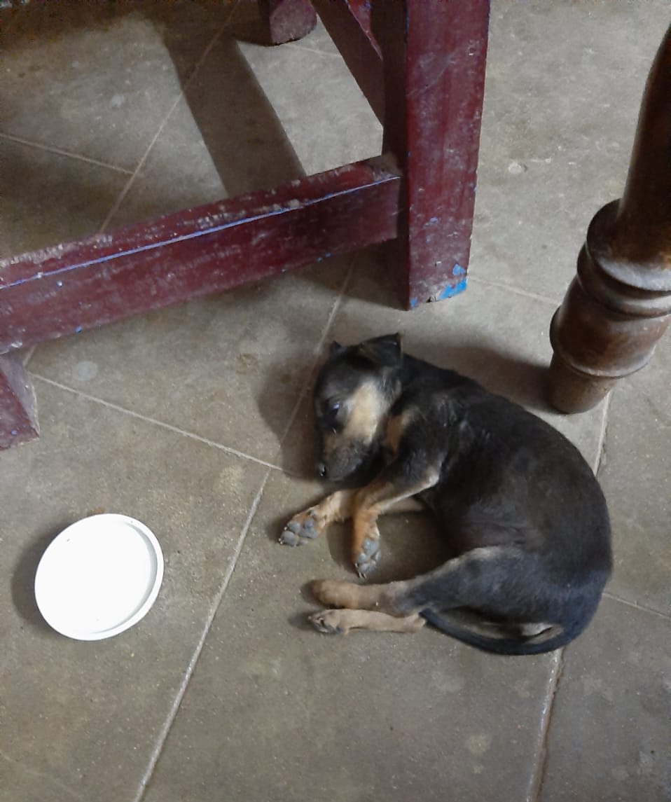 Barkingspace1's tweet photo. I won't take food without seeing mom!! #photograph #photooftheday #photograghy #puppy #TweetOfTheDay #Tweet #Twitter #barkingspace https://t.co/oE4QSYHy8H
