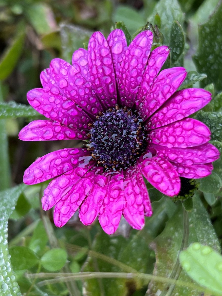 Callen9162's tweet photo. Wet flower https://t.co/DF8xRA7wpR