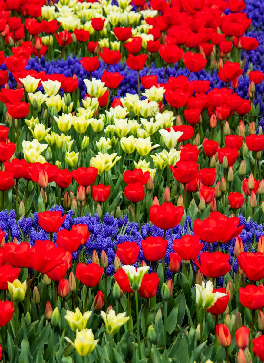 ruben_corella's tweet photo. #april #aprilflowers #Explosiรณndeprimavera #Primavera #springboom #springtime #fleurs #FelizSemana #blooming #nature https://t.co/9wgVyqYZlO