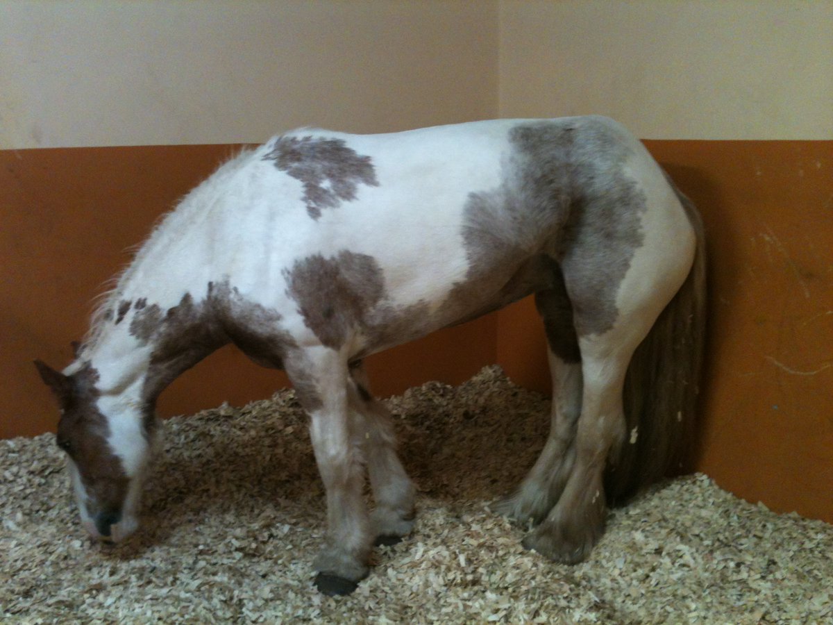 We are looking for a very special person, with a PhD, a couple of post doc positions under your belt, and above all a love of equines. Is this you? Applications close 27/4 moredun.org.uk/careers/postdo… <a href="/MoredunComms/">The Moredun Foundation</a> <a href="/TheDickVet/">The Royal (Dick) School of Veterinary Studies</a> <a href="/SurreyVet/">SurreyVet</a> <a href="/LivUni/">University of Liverpool</a> <a href="/SRUC/">SRUC</a> <a href="/JamesHuttonInst/">James Hutton Institute</a>